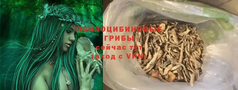 где продают   Белокуриха  Галлюциногенные грибы Psilocybe 